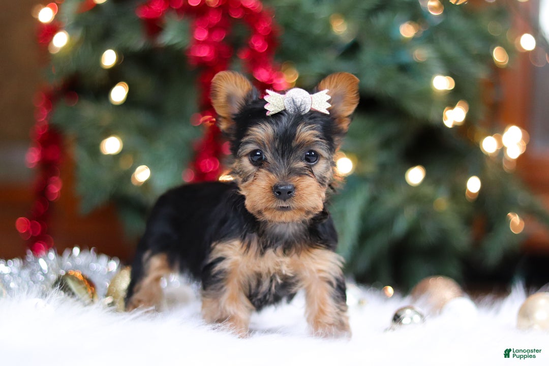 Yorkshire Terrier dogs for sale: Stella - Ad 5