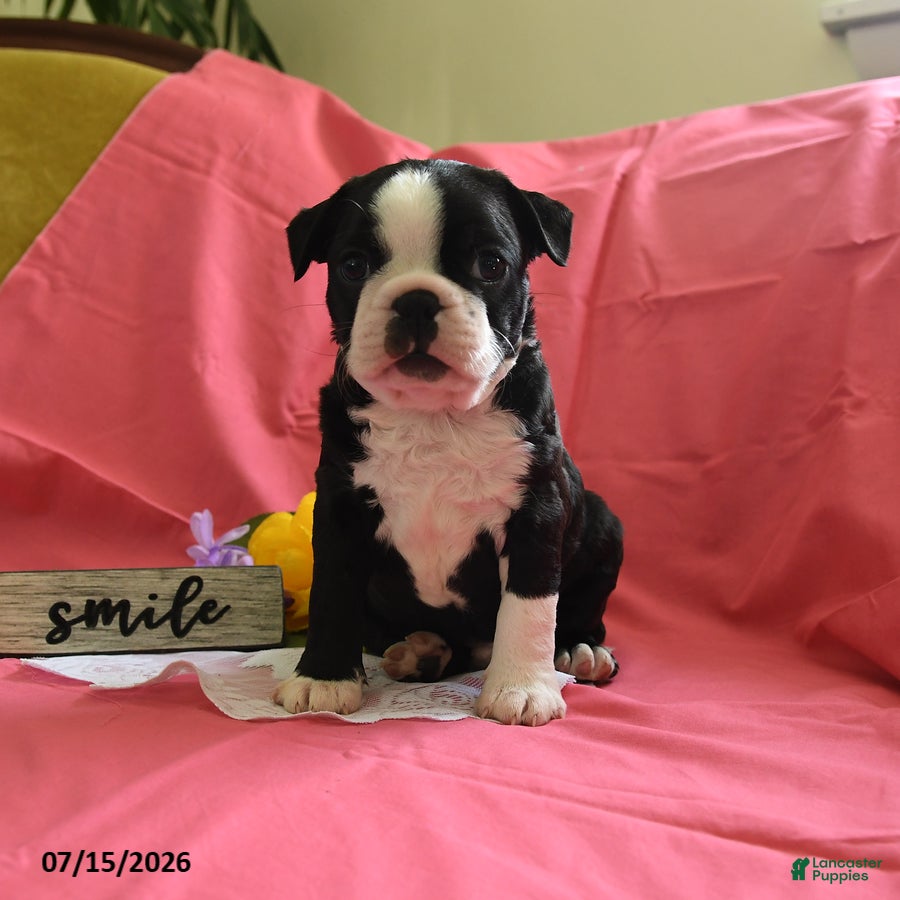 Boston Terrier dogs Wilber - Ad 1
