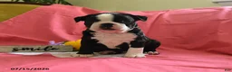 Boston Terrier dogs for sale: Wilber - Ad 1