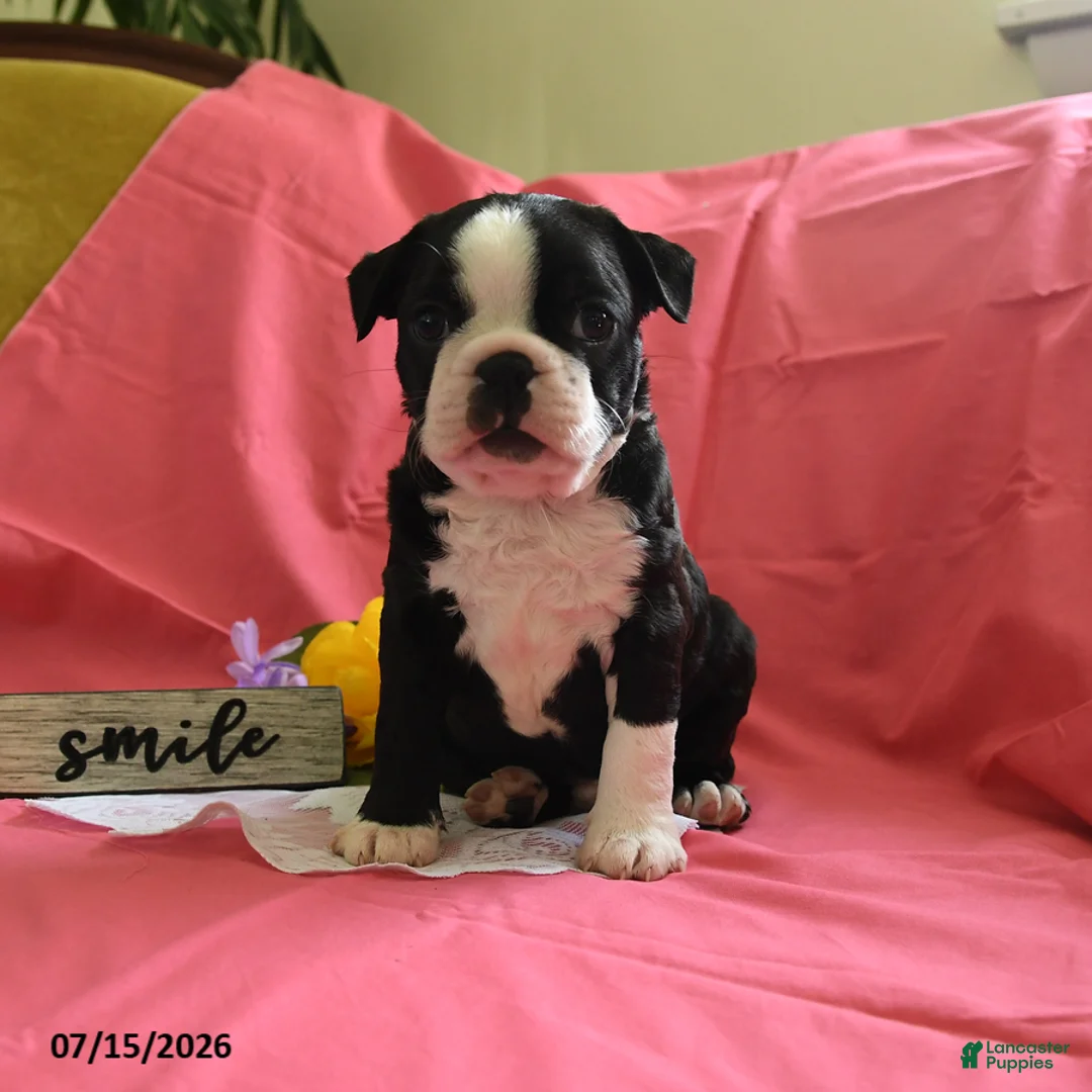 Boston Terrier dogs for sale: Wilber - Ad 1