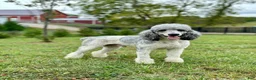 Giant Schnoodle dogs for sale: Matthias - Ad 9