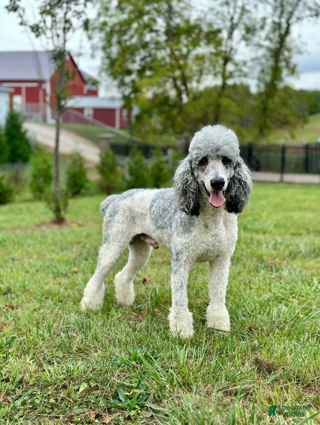 Giant Schnoodle dogs for sale: Matthias - Ad 9