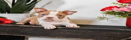 Boston Terrier dogs for sale: Caspar - Ad 1