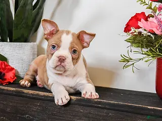 Boston Terrier dogs for sale: Caspar - Ad 1