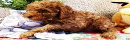 Miniature Poodle dogs for sale: Miniature Poodle Puppy 1 Barney - Ad 3