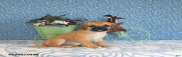 Puggle dogs for sale: Kamilah - Ad 5