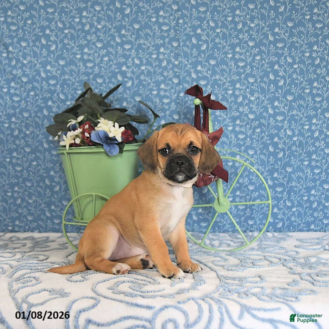 Puggle dogs for sale: Kamilah - Ad 5