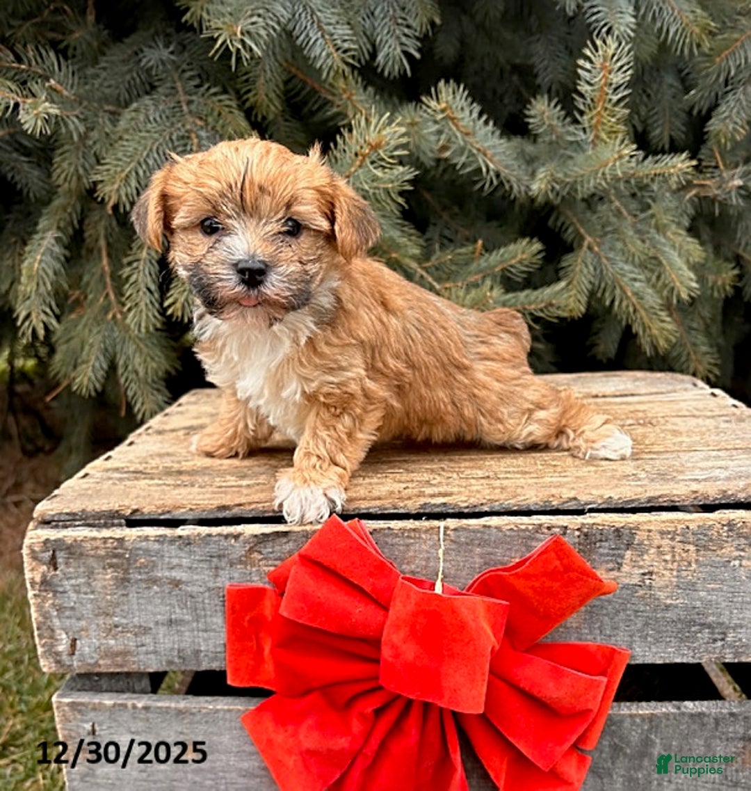 Morkie dogs for sale: Maple   - Ad 1