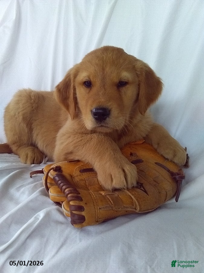 Golden Retriever dogs for sale: Archer - Ad 3