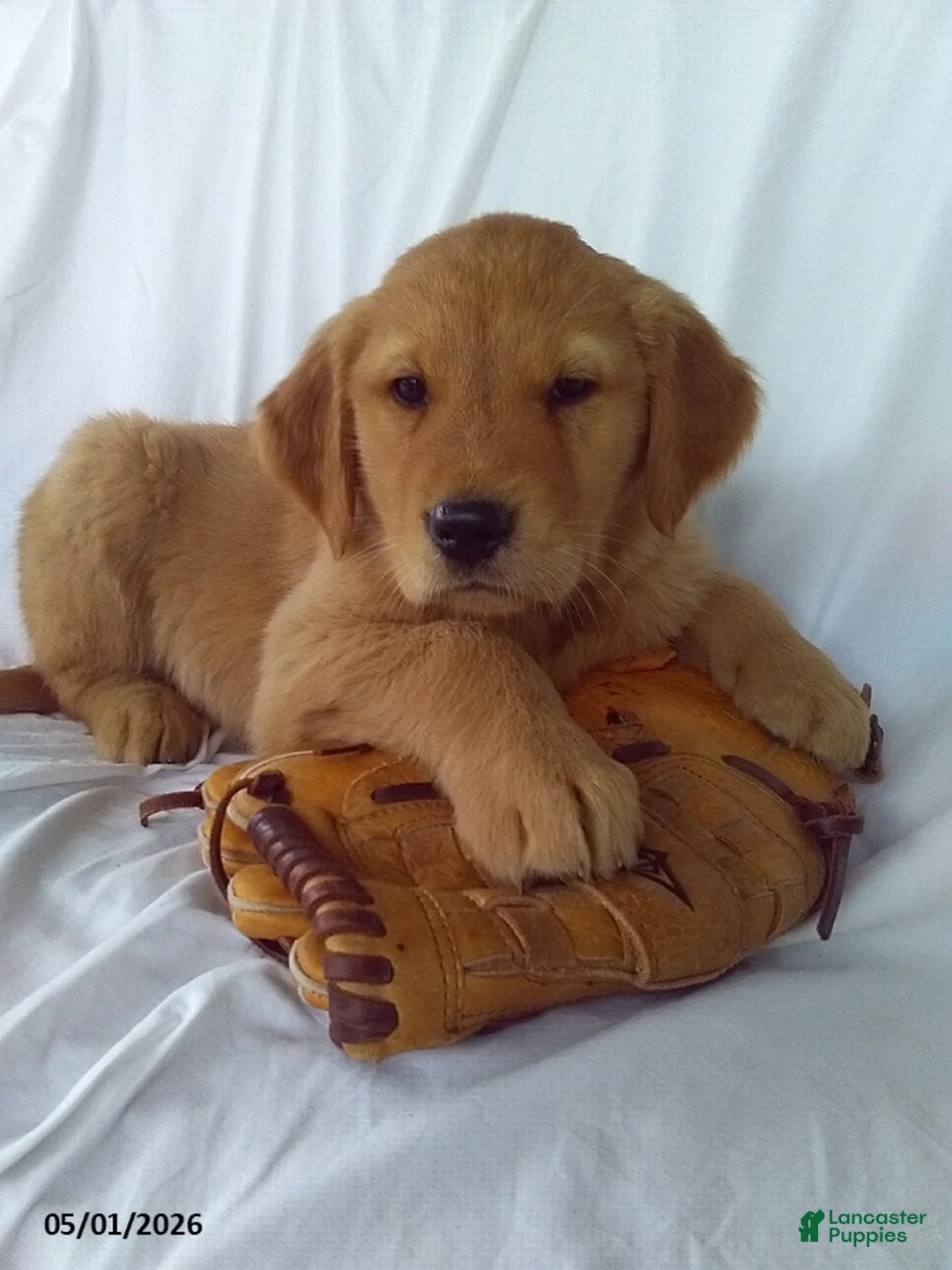 Golden Retriever dogs for sale: Archer - Ad 1