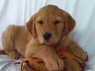 Golden Retriever dogs for sale: Archer - Ad 3