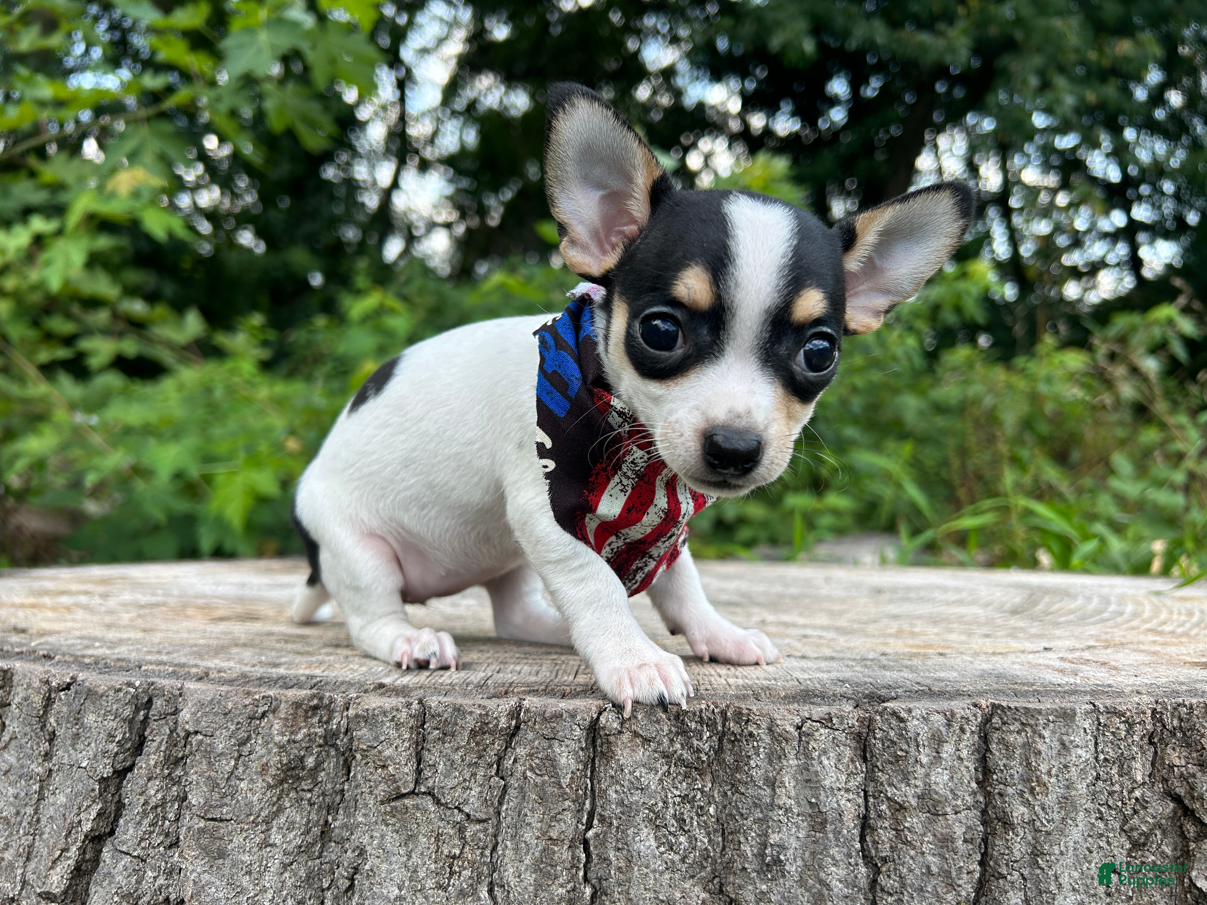 Chihuahua dogs 🐾Lisa~Tricolor Chihuahua - Ad 1