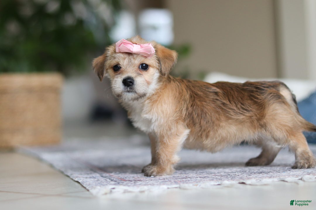 Morkie dogs for sale: Ina - Ad 8