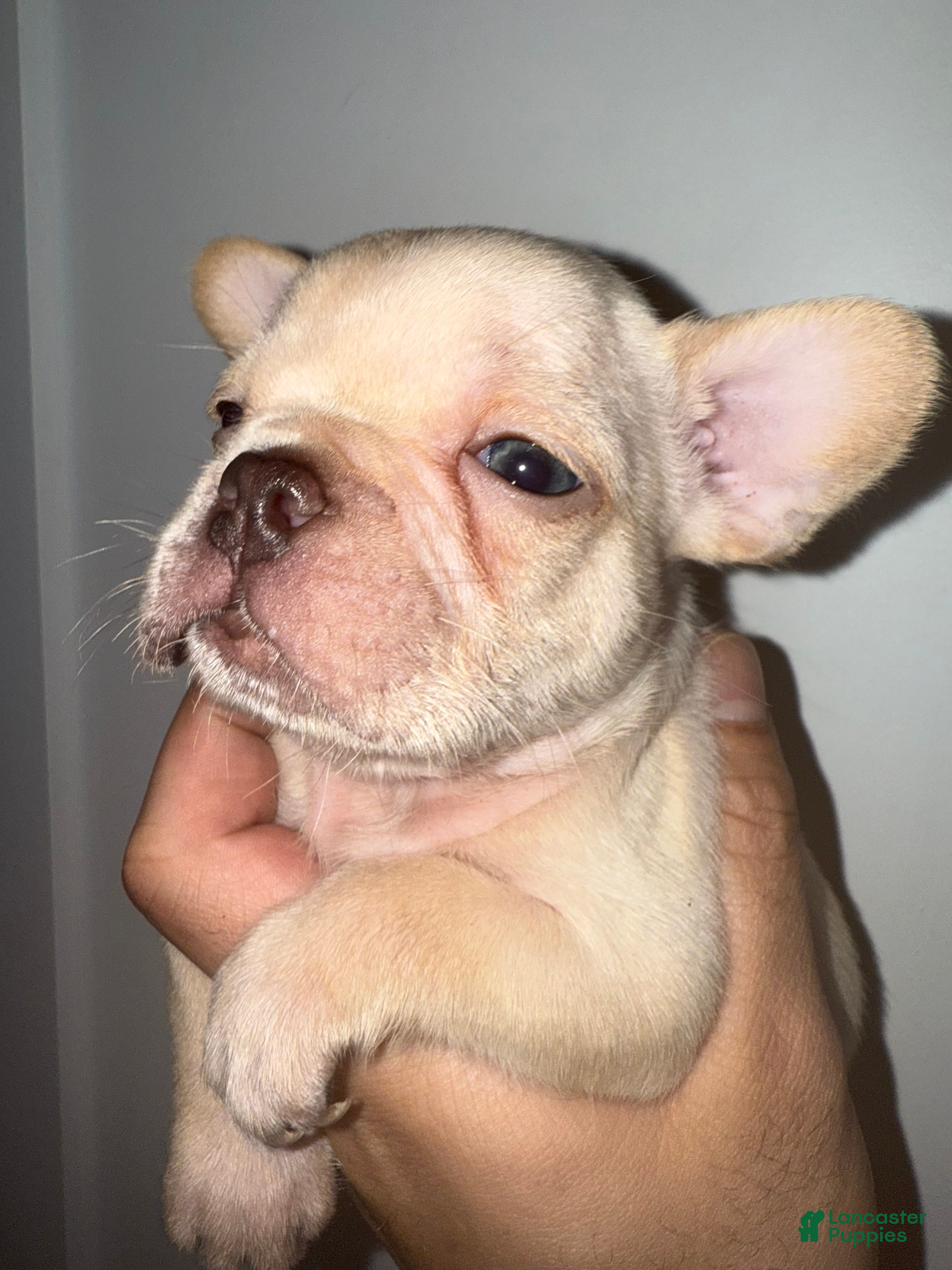 French Bulldog dogs French Bulldog Puppy 5 - Ad 32