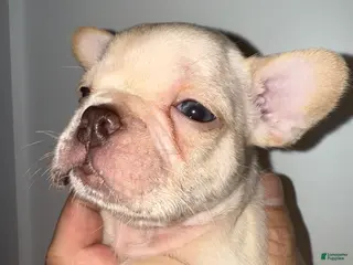 French Bulldog dogs French Bulldog Puppy 5 - Ad 32