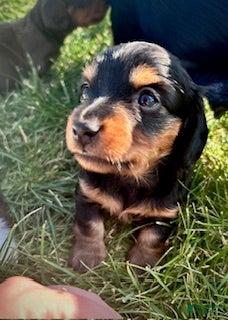 Miniature Dachshund dogs Tootsie - Ad 41