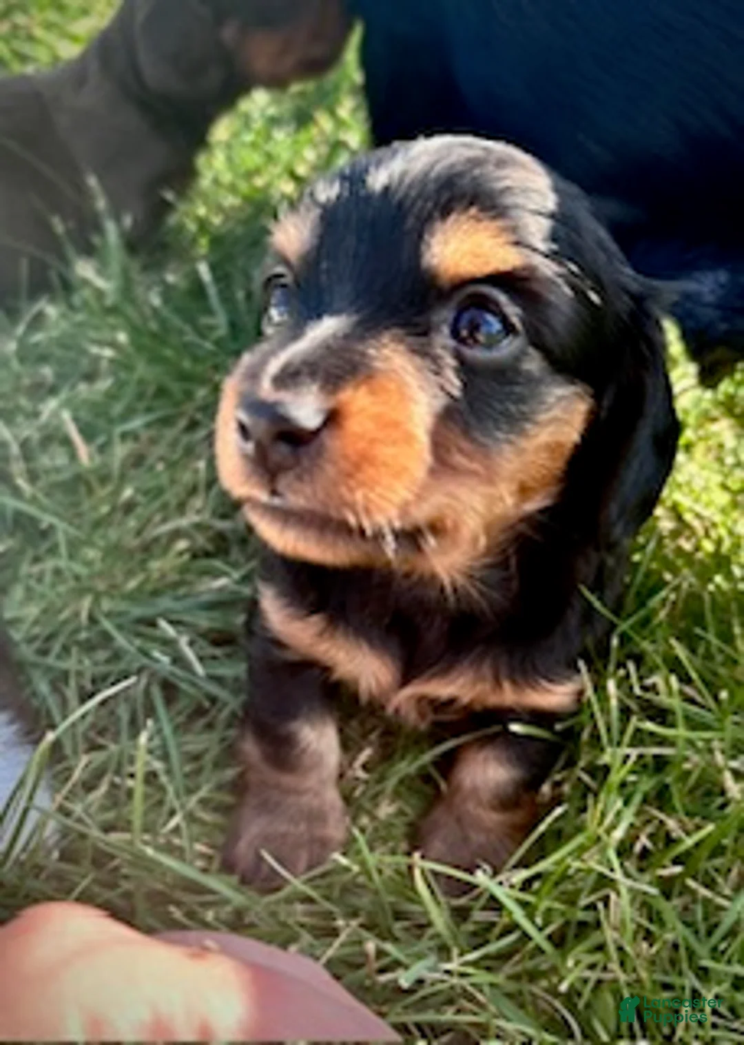 Miniature Dachshund dogs for sale: Tootsie - Ad 1