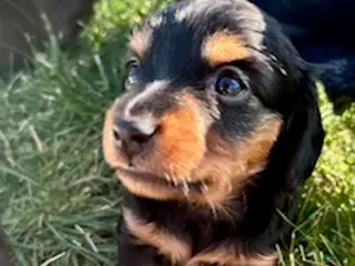 Miniature Dachshund dogs Tootsie - Ad 41