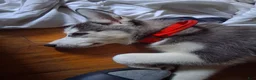 Siberian Husky dogs for sale: Siberian Husky 1 - Ad 6