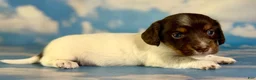 Miniature Dachshund dogs for sale: Valerie LH PRA clear OFA Chic parents - Ad 3