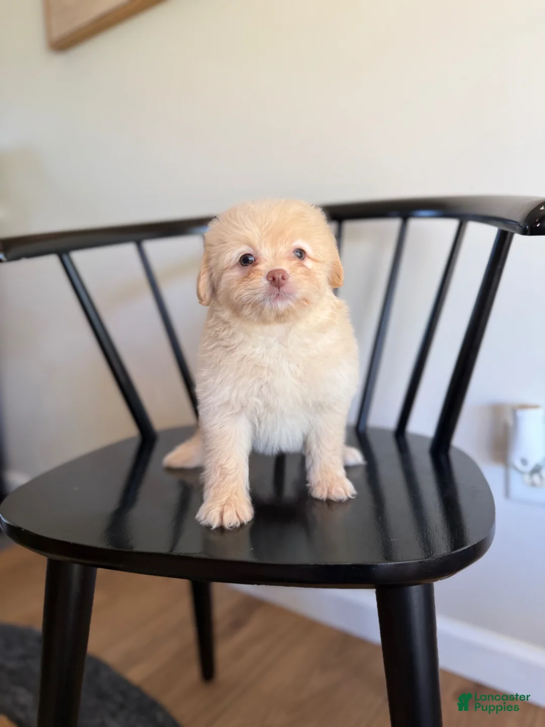 Pomapoo dogs for sale: Jeremiah  - Ad 1