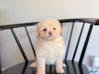 Pomapoo dogs Jeremiah - Ad 10