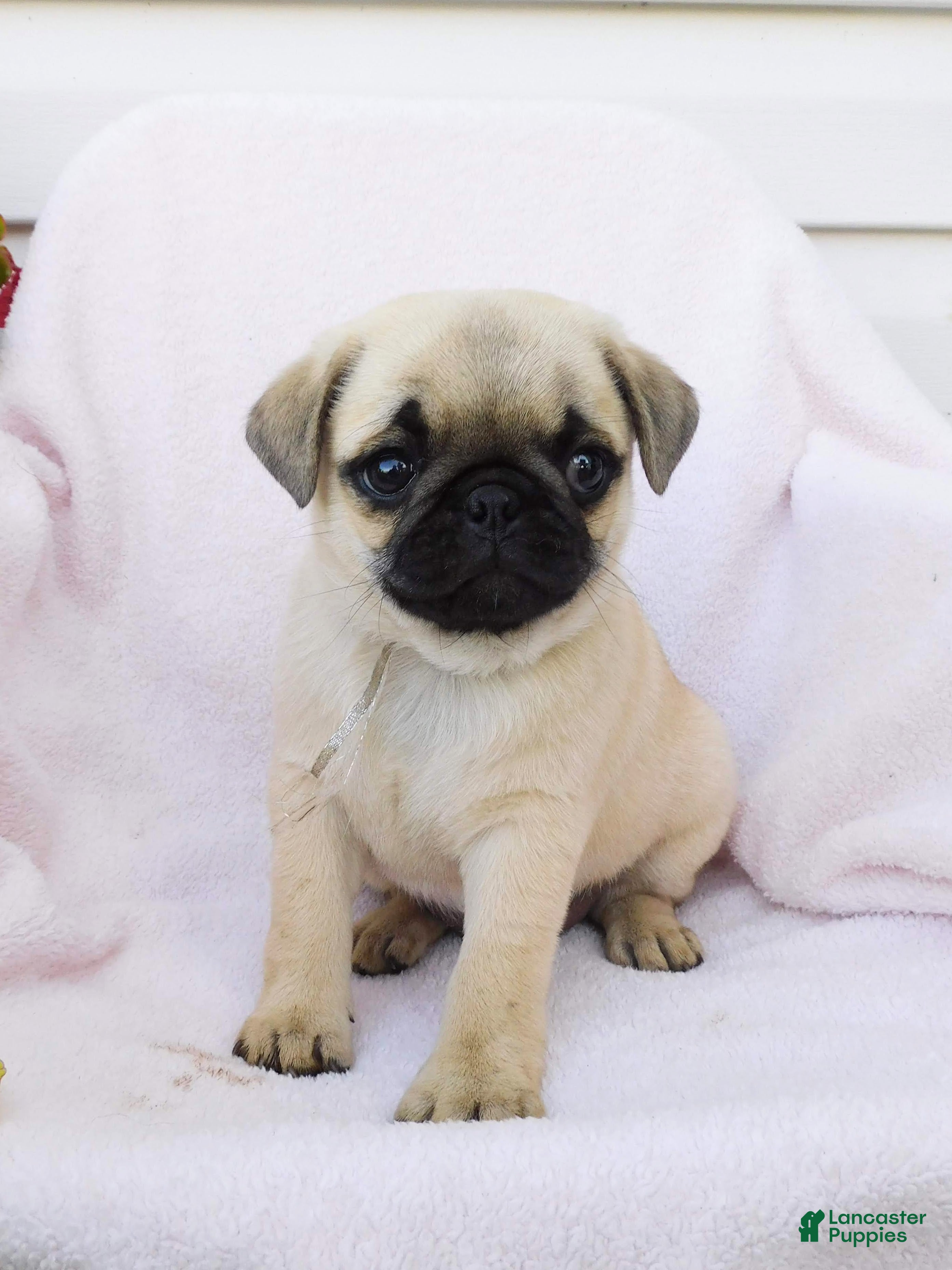 Pug dogs Anna - Ad 1