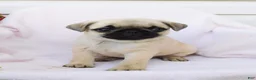 Pug dogs for sale: Anna - Ad 1