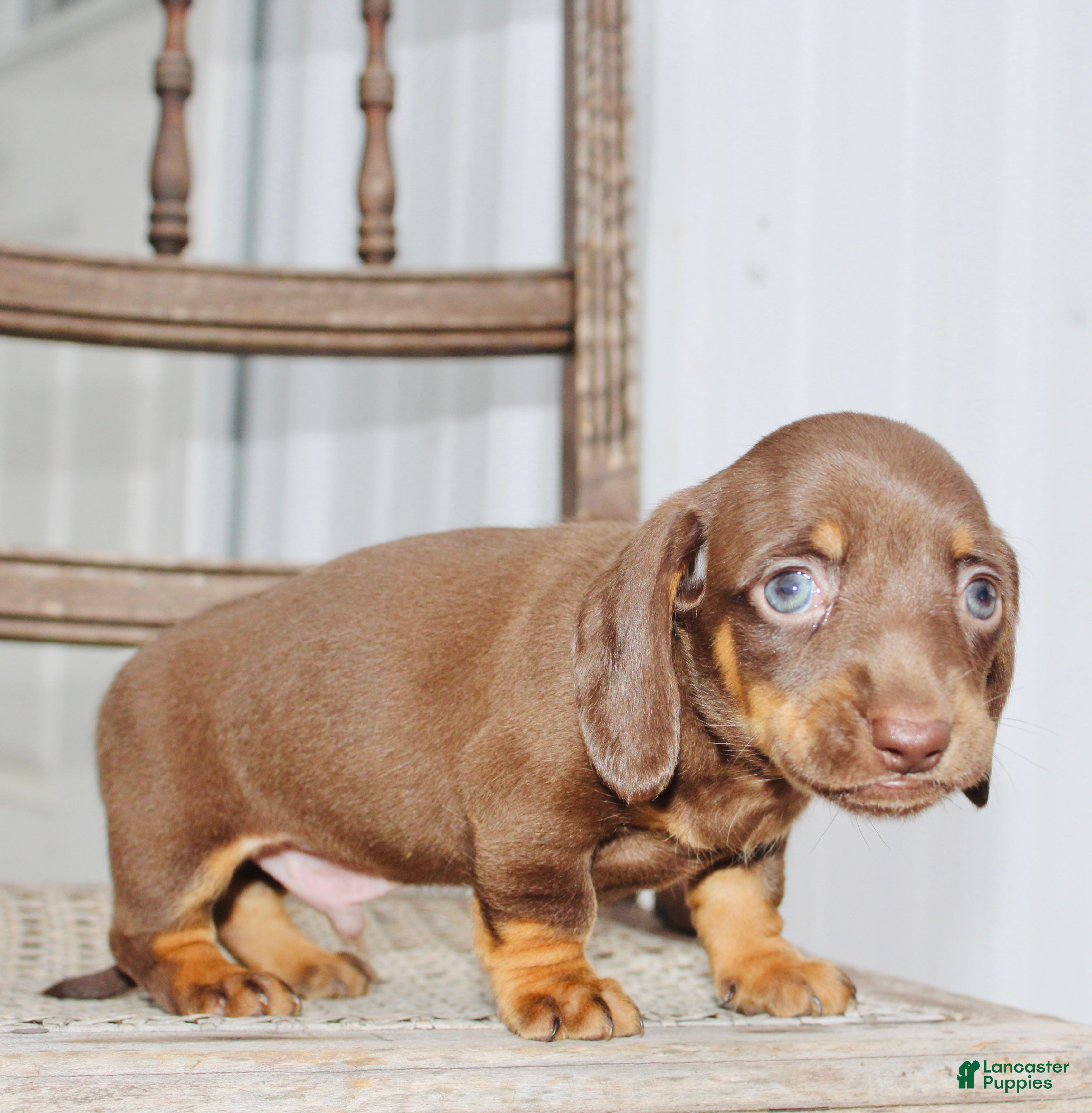 Miniature Dachshund dogs for sale: Axel - Ad 3