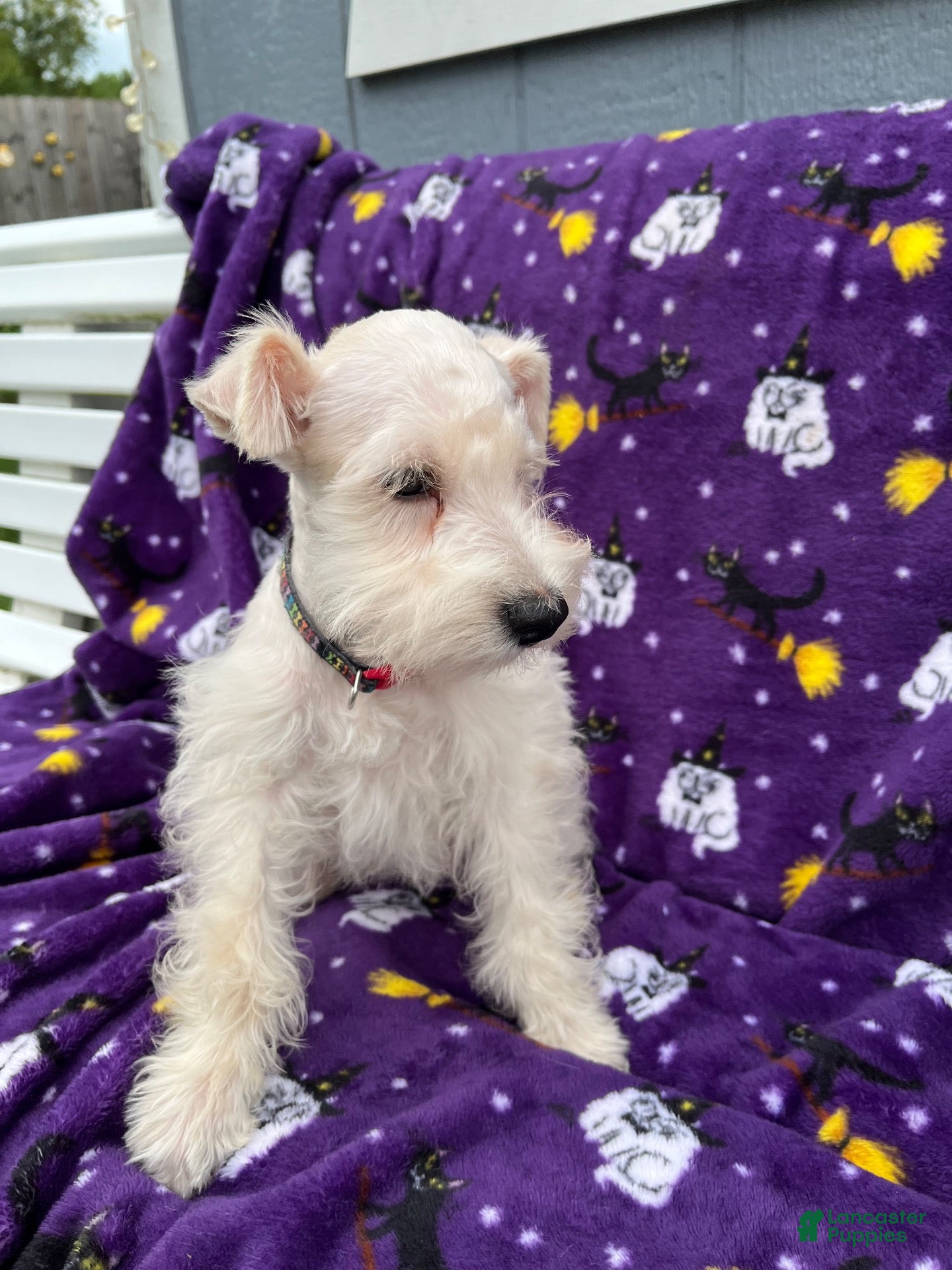 Miniature Schnauzer dogs AKC Chewie - Ad 1