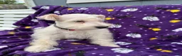 Miniature Schnauzer dogs for sale: AKC Chewie - Ad 2