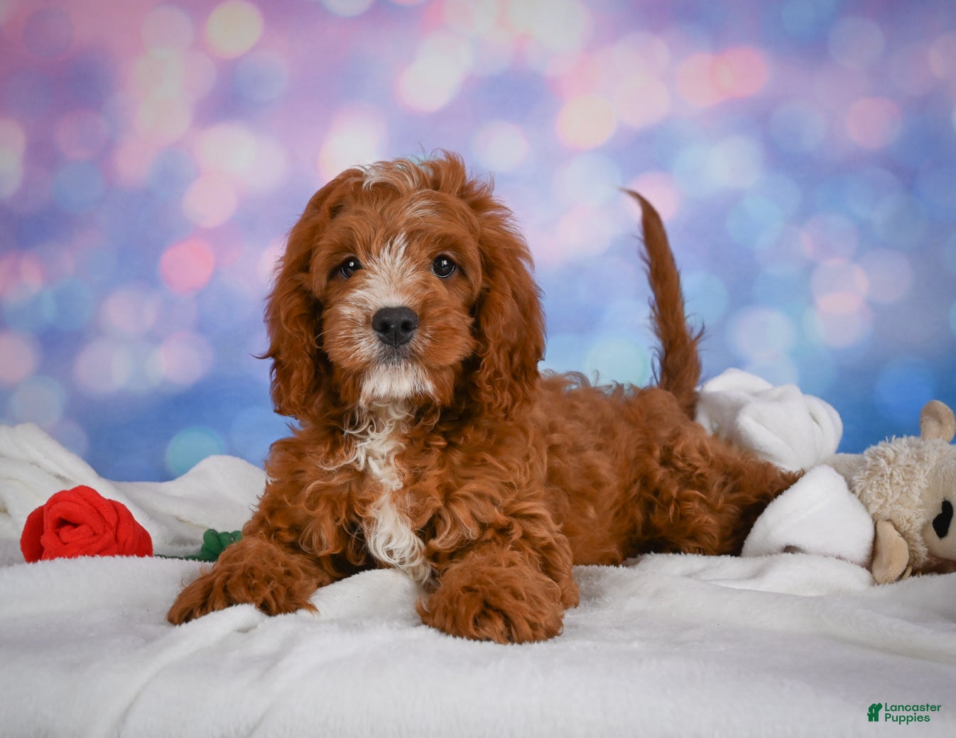 Cavapoo dogs for sale: T Bone - Ad 2