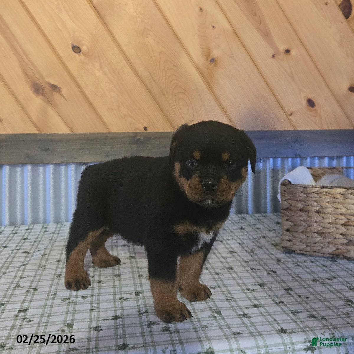 Rottweiler dogs Kody - Ad 1