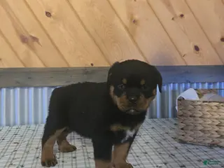 Rottweiler dogs for sale: Kody - Ad 1
