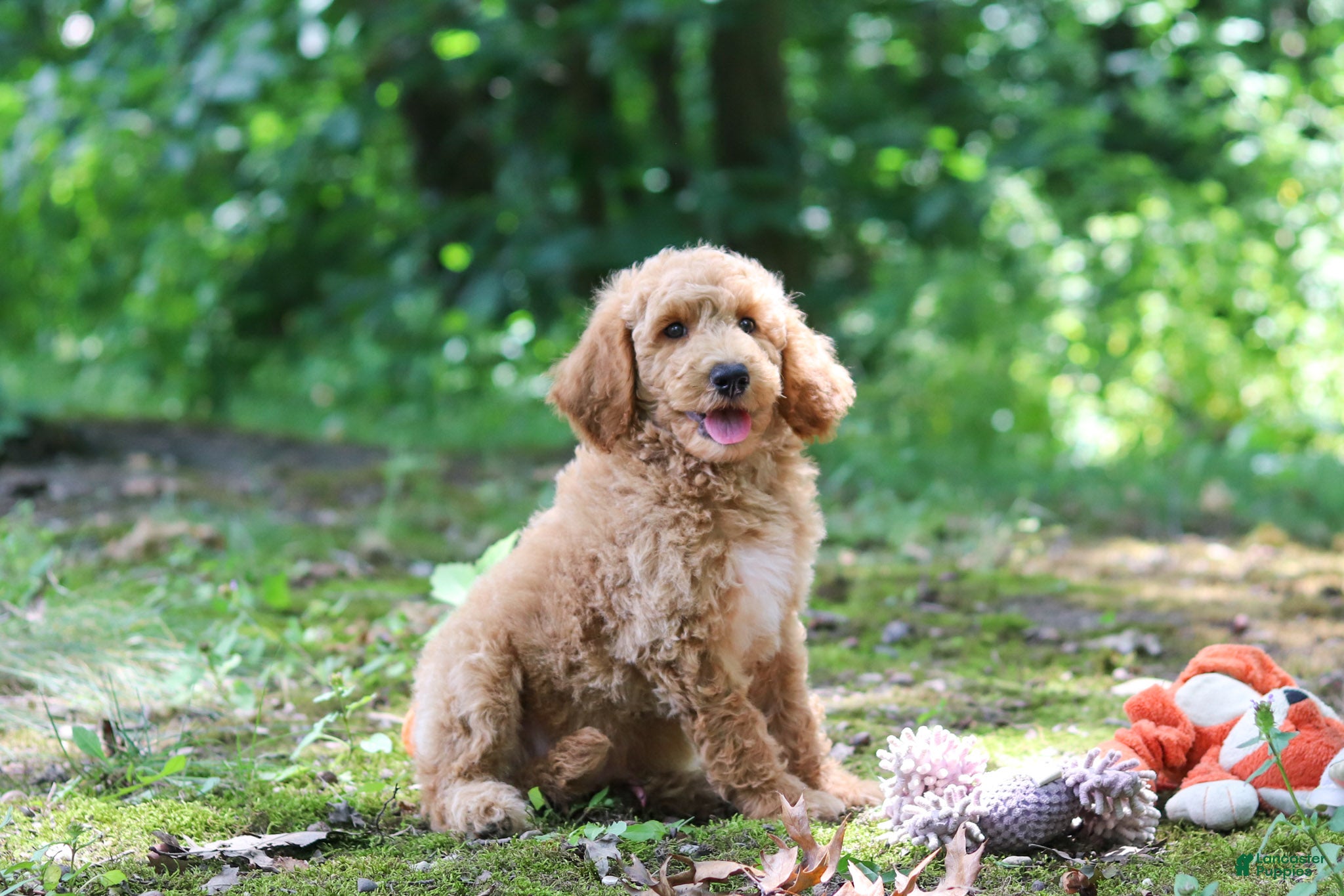 Standard Poodle dogs Leo - Ad 1