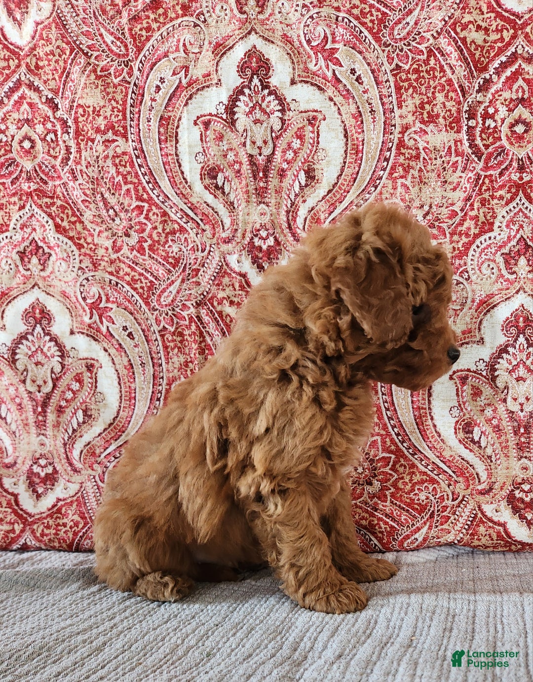 Mini Goldendoodle dogs for sale: Sam - Ad 5