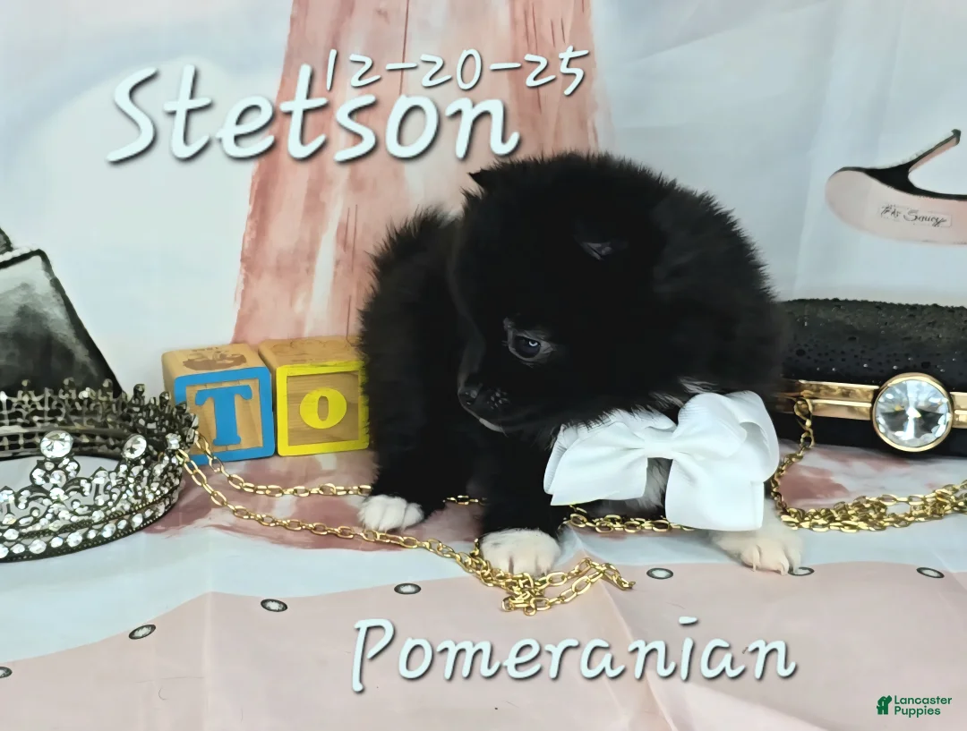 Pomeranian dogs for sale: Pomeranian Puppy 3 - Ad 3