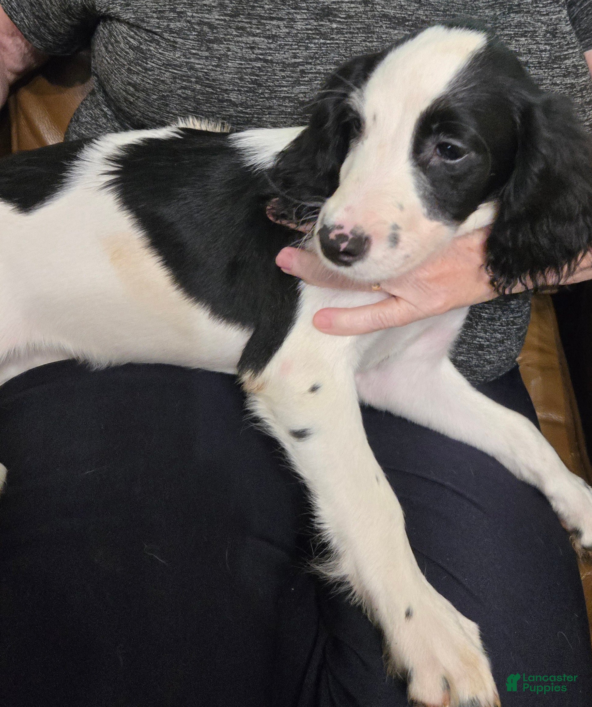 English Springer Spaniel dogs Summer - Ad 2