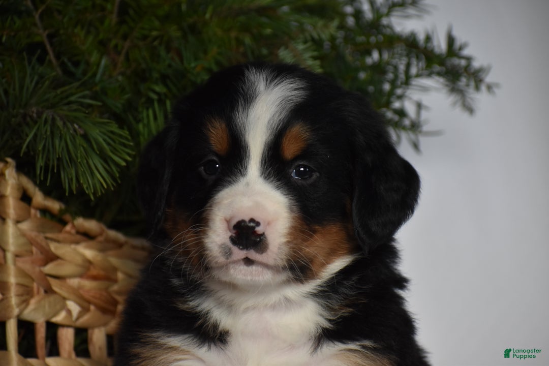 Bernese Mountain Dog dogs for sale: Rowdy - Ad 9