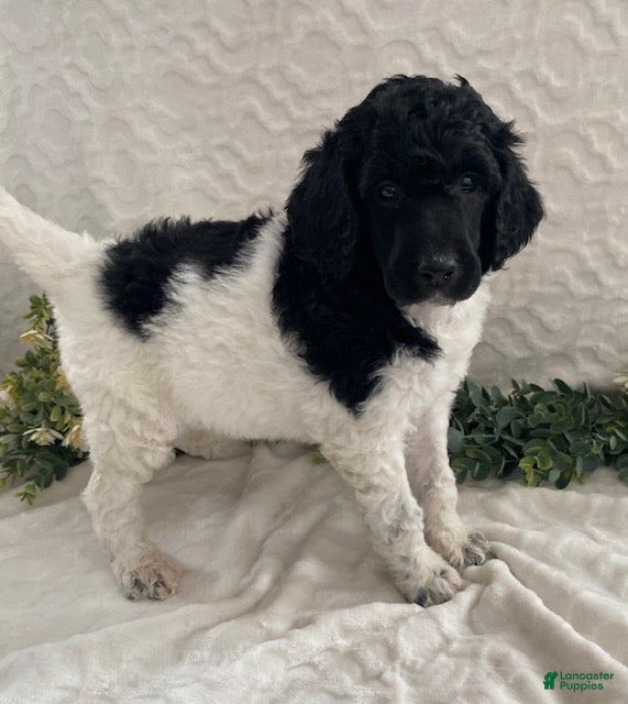Standard Poodle dogs Kirby- genetic clear - Ad 28