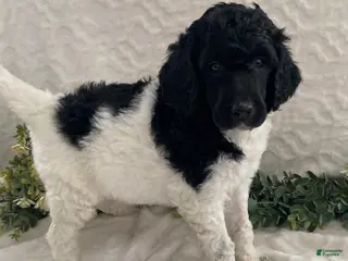 Standard Poodle dogs Kirby- genetic clear - Ad 28