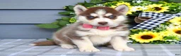 Siberian Husky dogs for sale: Haddie - Ad 12