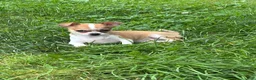 Chihuahua dogs for sale: Cookie - Ad 9