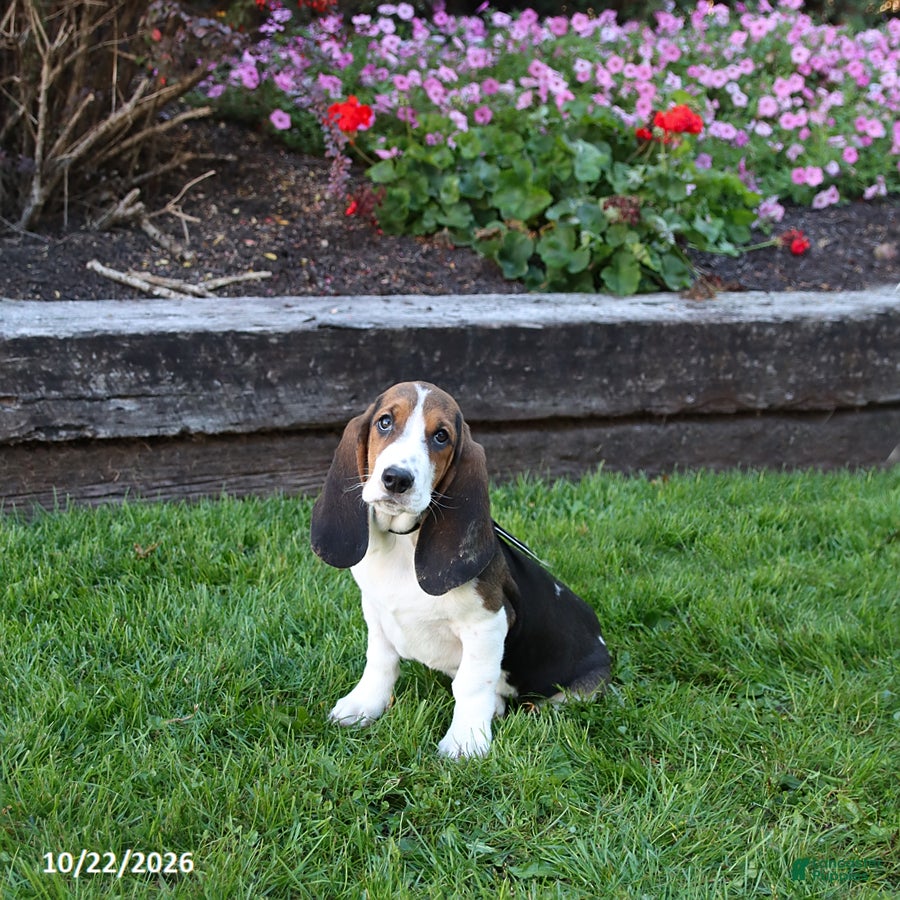 Basset Hound dogs for sale: Clyde - Ad 1