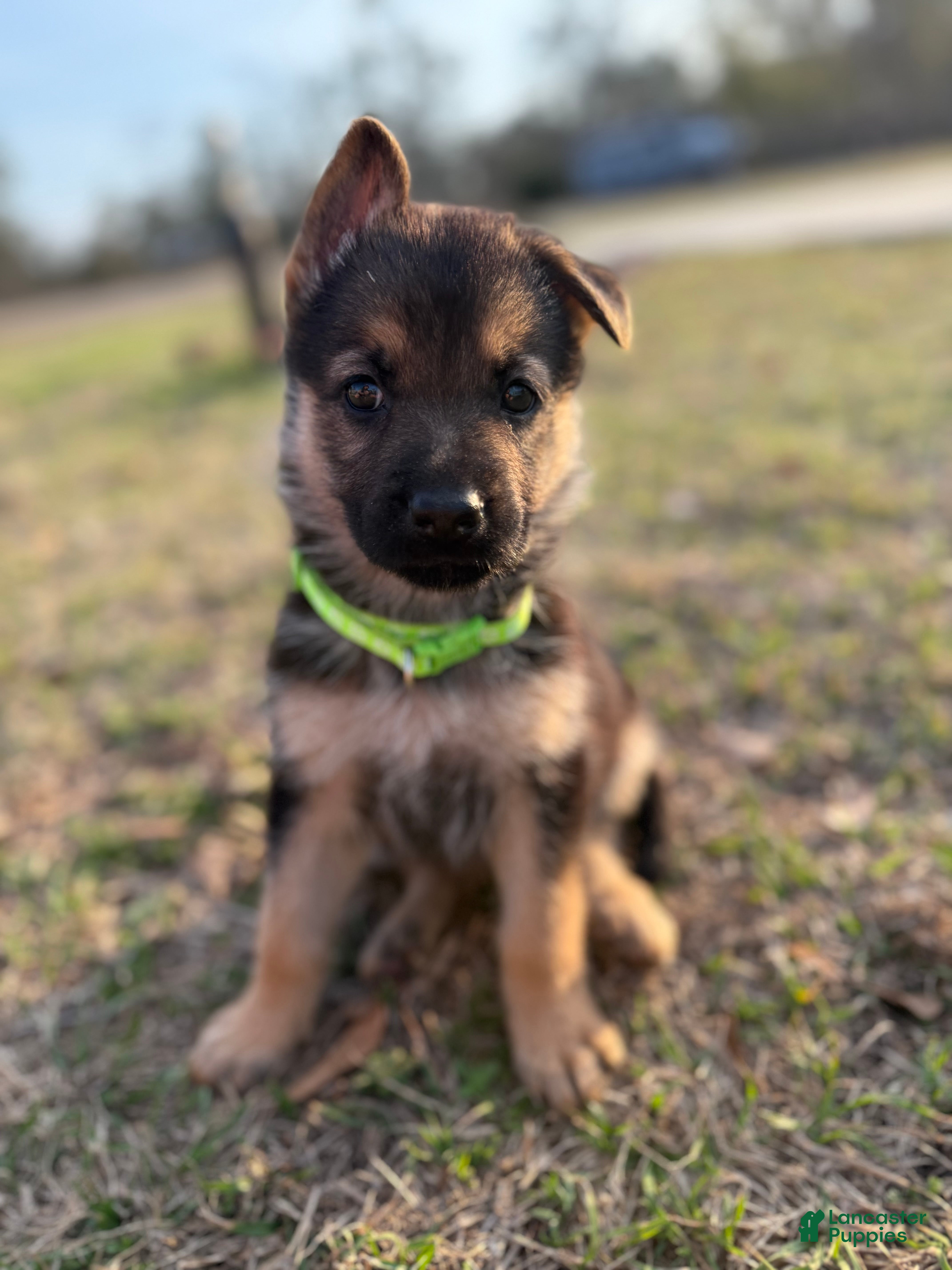 German Shepherd dogs Grace - Ad 6