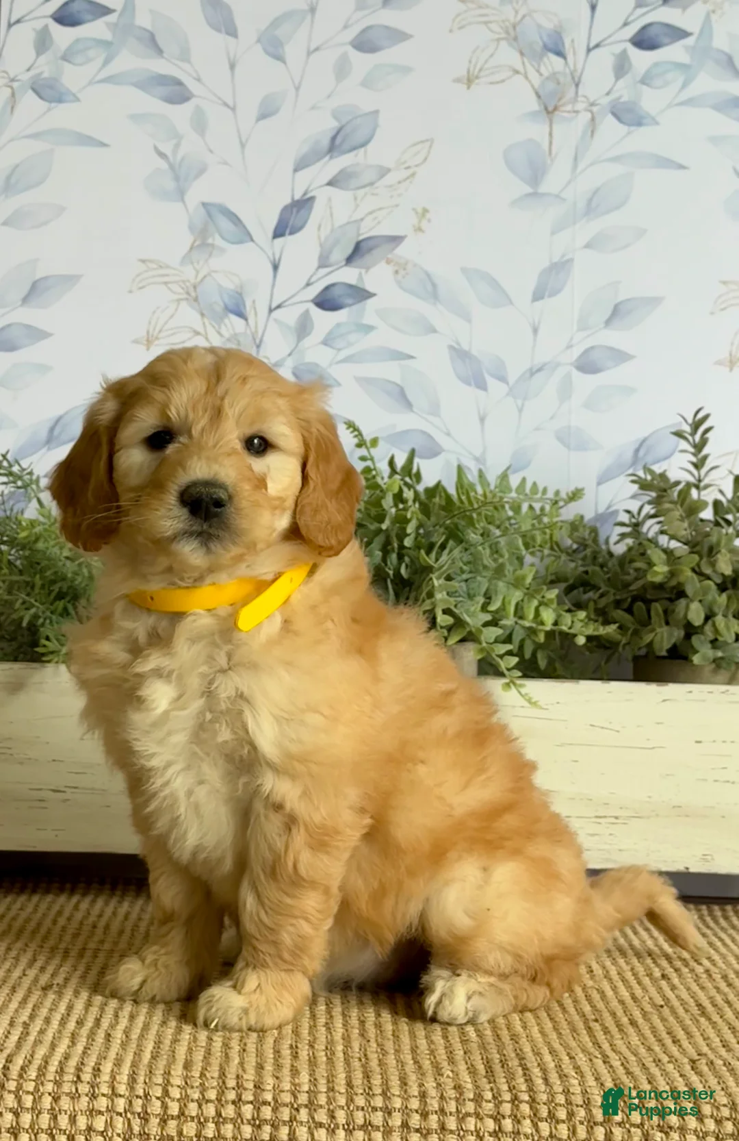 Mixed Breed dogs for sale: Kendra - Ad 2