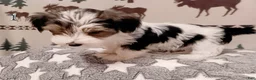 Mixed Breed dogs for sale: Hazlee - Ad 3