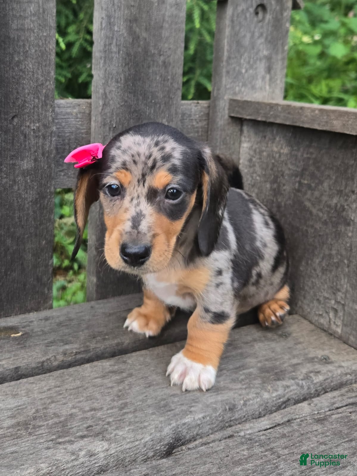 Miniature Dachshund dogs Bella - Ad 1