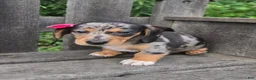 Miniature Dachshund dogs for sale: Bella - Ad 1