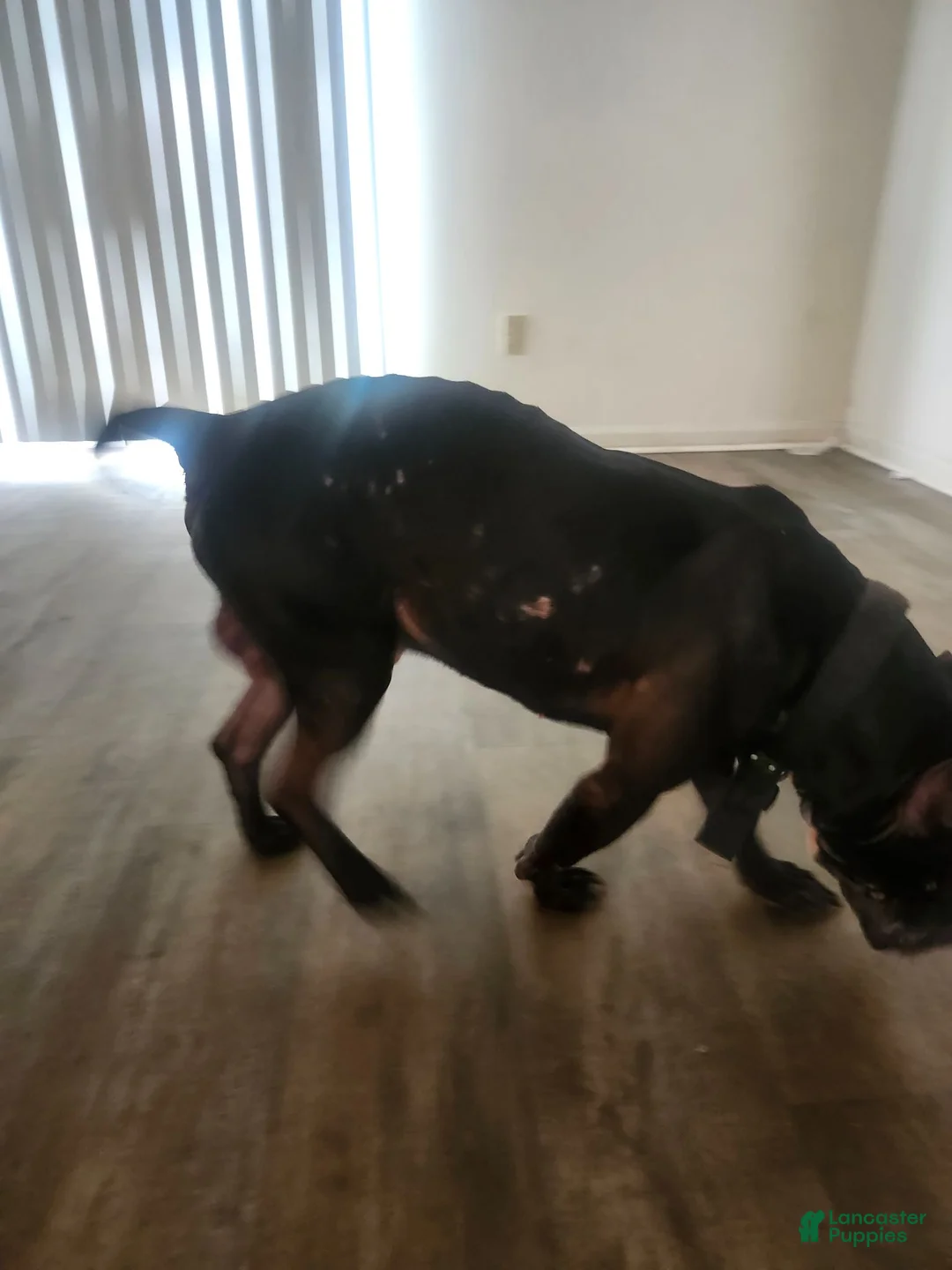 American Bully dogs for sale: American Bully 1 - Ad 2
